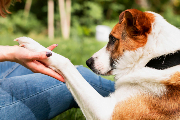 Terapeutas de Quatro Patas: Como Cães Ajudam Pessoas com Depressão