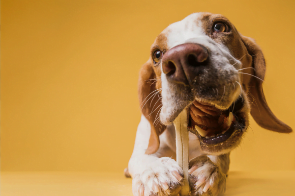 Cachorro Pode Comer Pepino? Um Guia Nutricional para Tutores de Cães