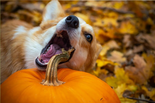 Cachorro comendo muito rápido? Como fazer ele comer mais devagar