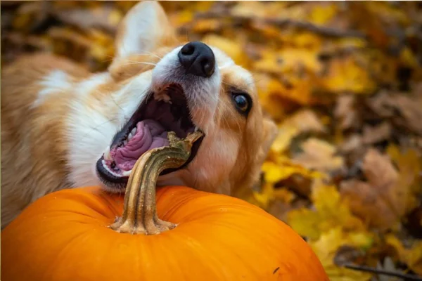 Il cane mangia troppo velocemente? Come farlo mangiare più lentamente