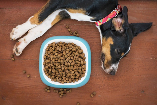 Cachorro comendo muito rápido? Como fazer ele comer mais devagar