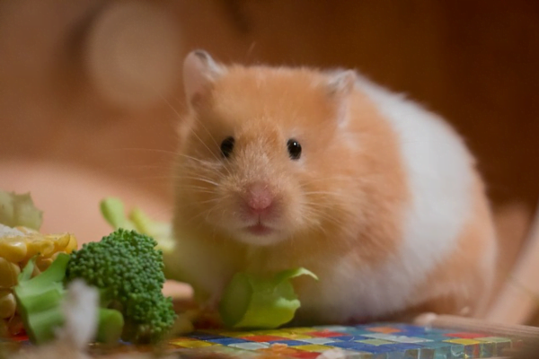 Comment s'occuper d'un hamster : guide complet des soins appropriés