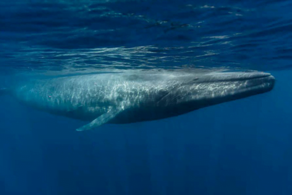 A Majestosa Baleia-Fin: Conheça a Balaenoptera physalus