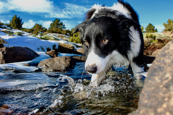 Chiens de ferme : découvre les 10 meilleures races SEO Meta Description :