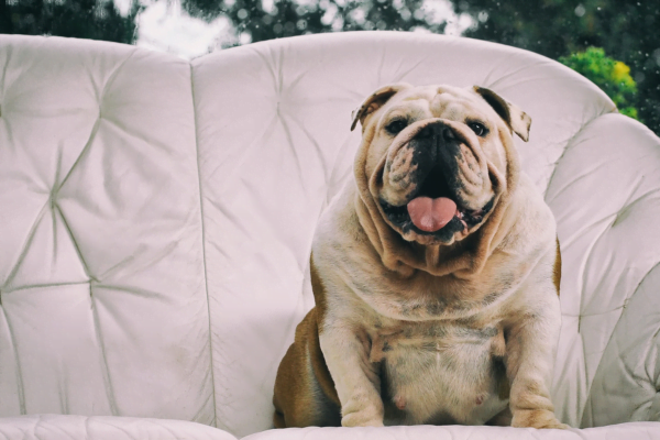 Obesidade em Cães: Um Guia Completo para Entender e Gerenciar