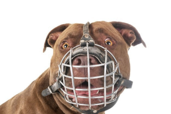 Breeds that need to wear a muzzle