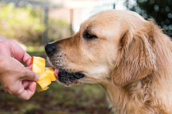 Cachorro pode comer manga? Descubra os Benefícios e Riscos