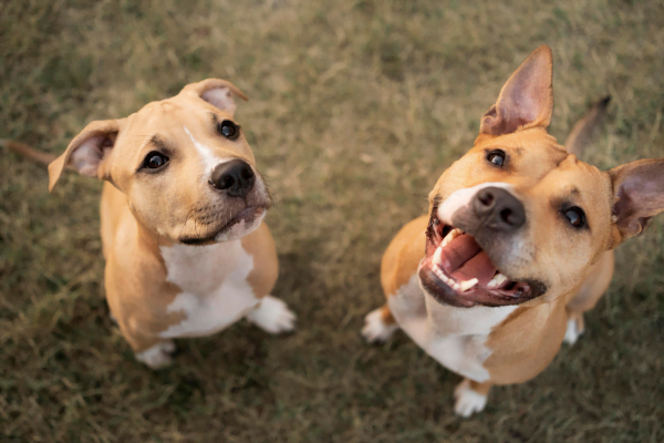 Cães Sentem Ciúmes? Descubra os Segredos das Emoções Caninas