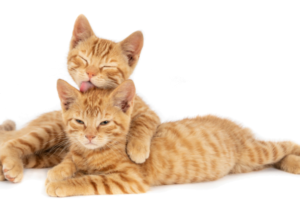 Hairballs in a Cat's Stomach: How to Prevent and Treat Them