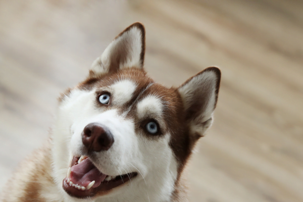 Cão lambendo a parede: o que fazer?