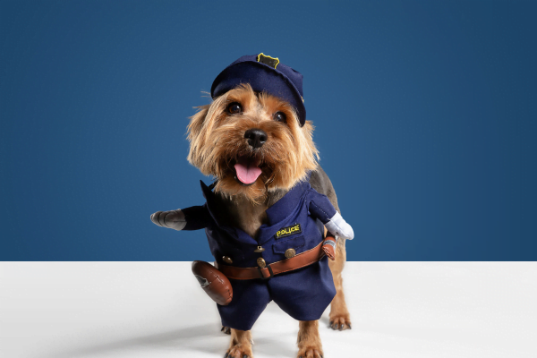 Meet the police dog breeds