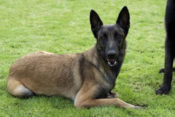 Berger belge Malinois