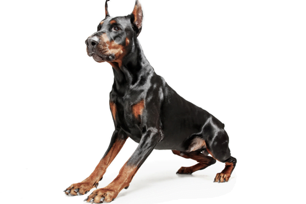 Doberman