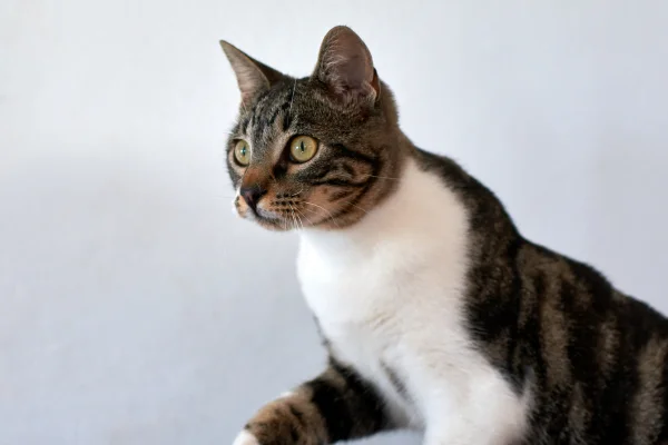 Gato doméstico de pelo corto