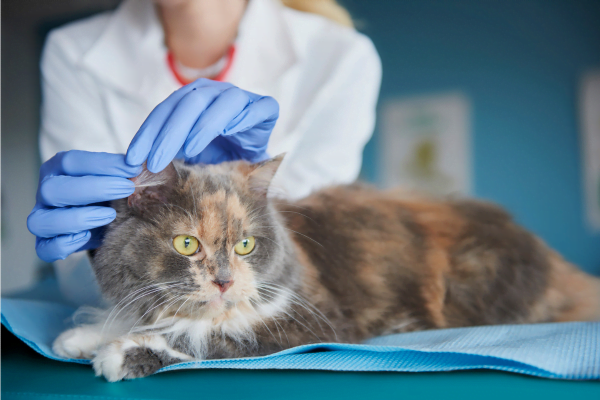 Dermatites em cães e gatos