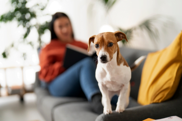 Chegada de um Cachorro Como Se Preparar