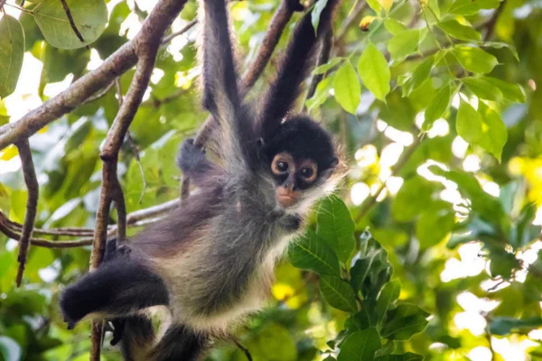 Macaco Aranha de Cara Preta