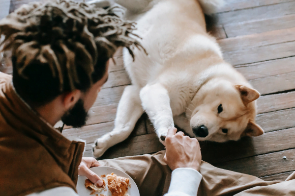 Piensos para Akita: Los mejores piensos.