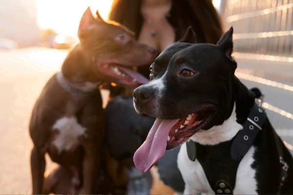 Pitbull puppy