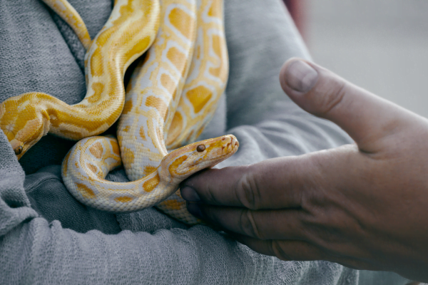 Tipos de Cobras que Podemos Ter como Pet no Brasil