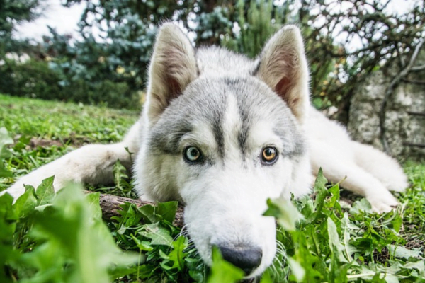 Différences entre le Husky sibérien et l'Akita