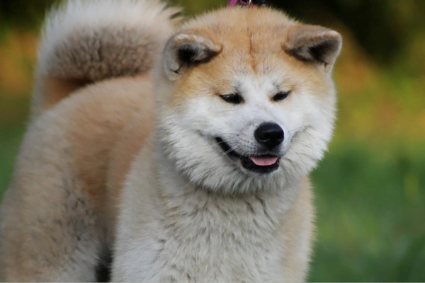 Différences entre le Husky sibérien et l'Akita