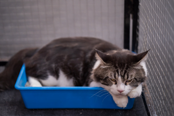 Mi gato tiene diarrea: causas, síntomas y tratamientos