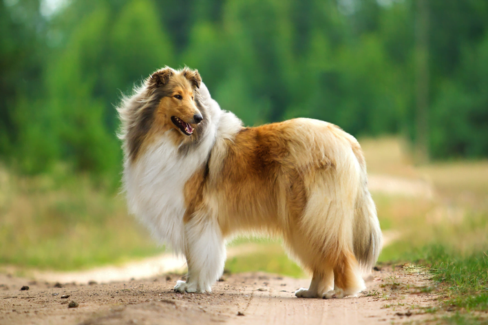 Lassie: O Herói de Quatro Patas