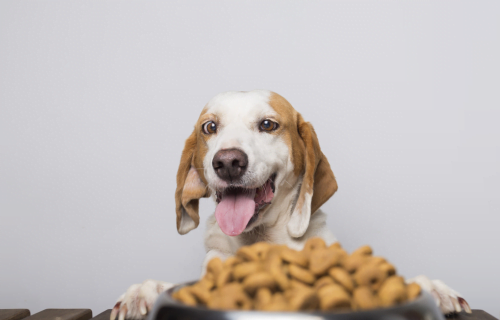 Rações para Cães Idosos