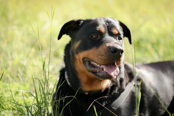 Rottweilers