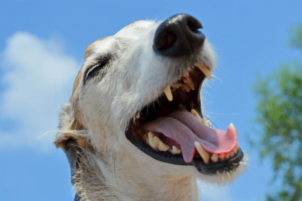 Cachorro Sempre Limpinho