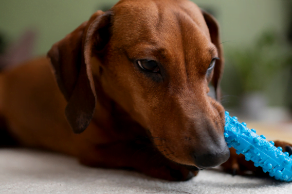 A Importância da Odontologia Canina