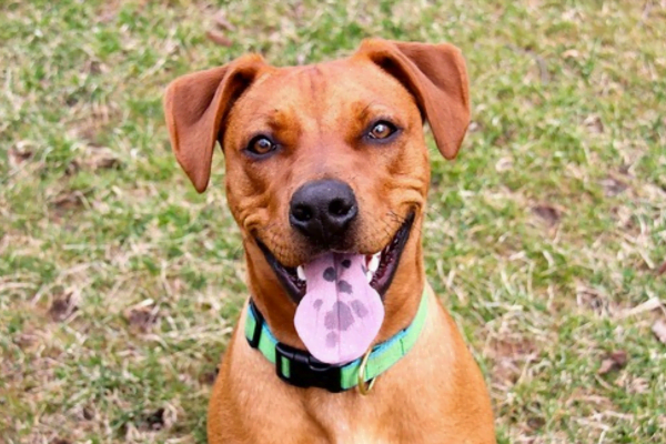 O AMOR NÃO TEM RAÇA: ADOTE SEU PET