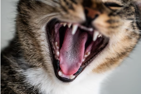 Feline Periodontal Diseases