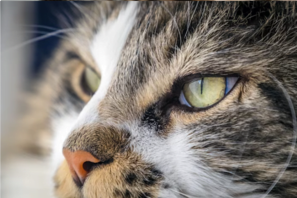 Eye Diseases in Cats