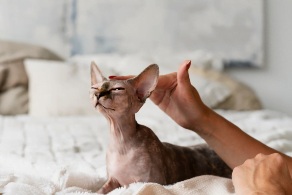 Dermatite Alérgica a Pulgas em Gatos