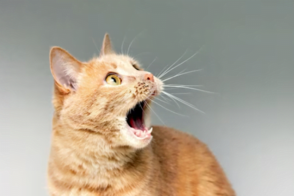 Upper Respiratory Tract Infections in Cats: A Complete Guide