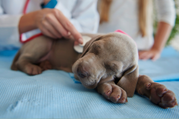 Parvovirus en perros