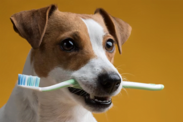 The Importance of Canine Dentistry