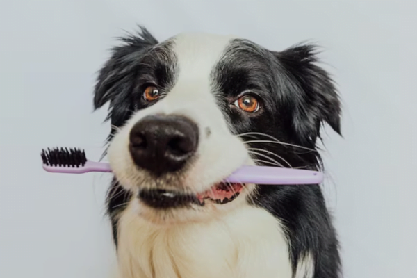 Principais Doenças Bucais em Cães