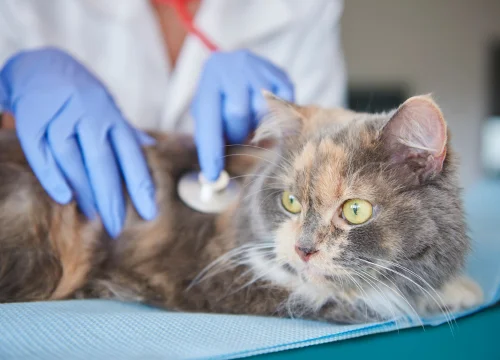 Feline Diabetes Mellitus