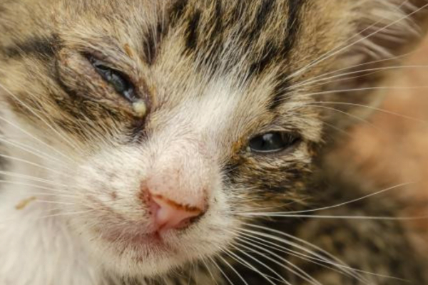  upper-respiratory-tract-infections-in-cats