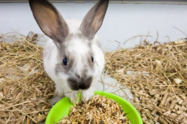 Alimento Tóxicos para Coelhos