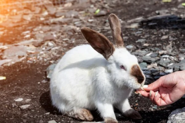 Alimento Tóxicos para Coelhos2