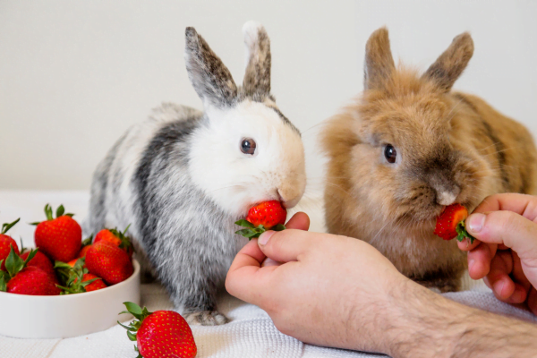 Alimento Tóxicos para Coelhos3