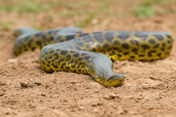 Anaconda Amarela