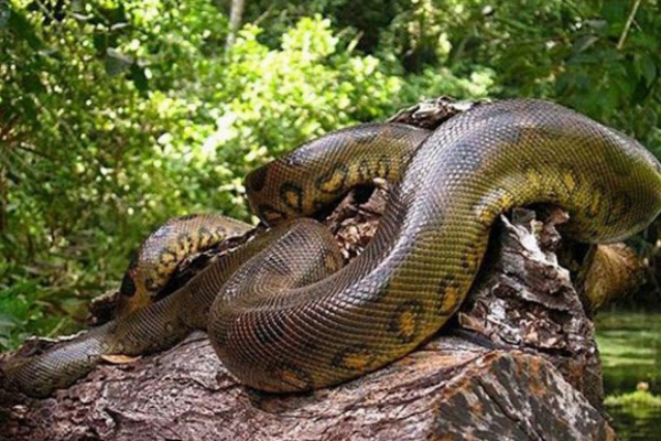 Anaconda Verde