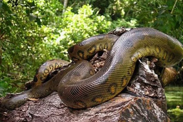 Anaconda verde