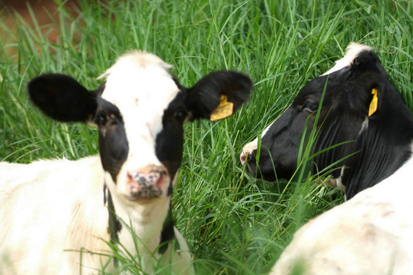 Anaplasmosis bovina