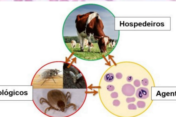 Anaplasmose Ciclo